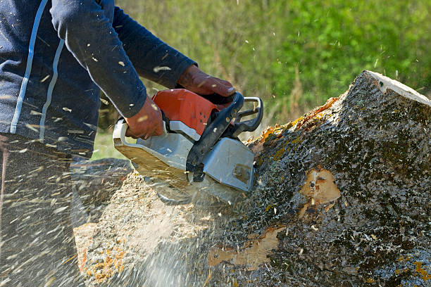 Best Tree Pruning Services  in Ashland, AL